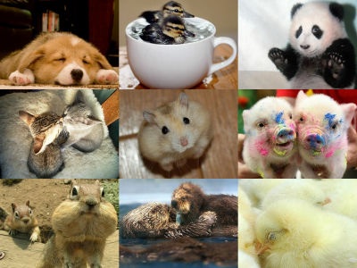 動物の赤ちゃん画像で癒されましょう（＊´ω｀＊）