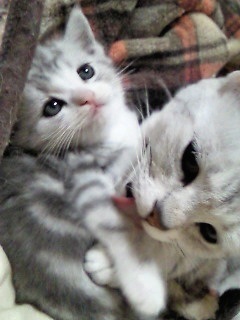 動物の赤ちゃん画像で癒されましょう（＊´ω｀＊）