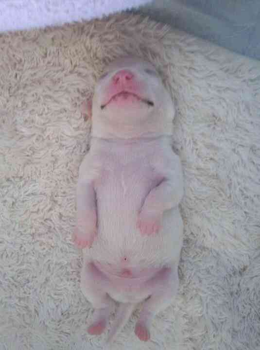 動物の赤ちゃん画像で癒されましょう（＊´ω｀＊）