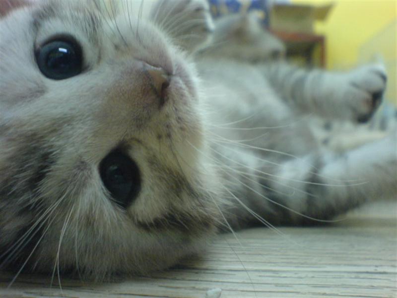 動物の赤ちゃん画像で癒されましょう（＊´ω｀＊）