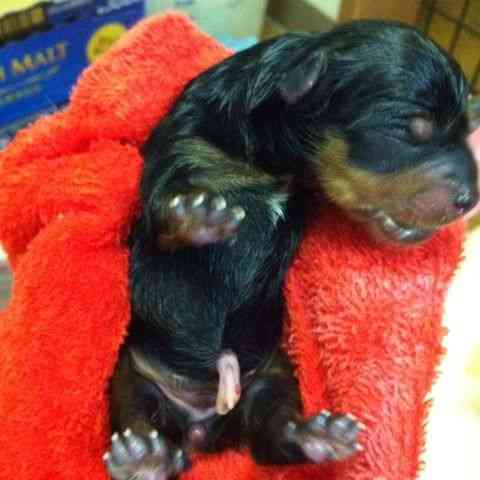 動物の赤ちゃん画像で癒されましょう（＊´ω｀＊）