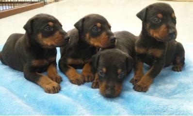 動物の赤ちゃん画像で癒されましょう（＊´ω｀＊）