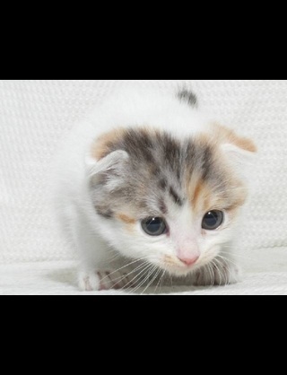 動物の赤ちゃん画像で癒されましょう（＊´ω｀＊）