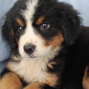 動物の赤ちゃん画像で癒されましょう（＊´ω｀＊）