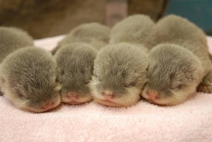 動物の赤ちゃん画像で癒されましょう（＊´ω｀＊）