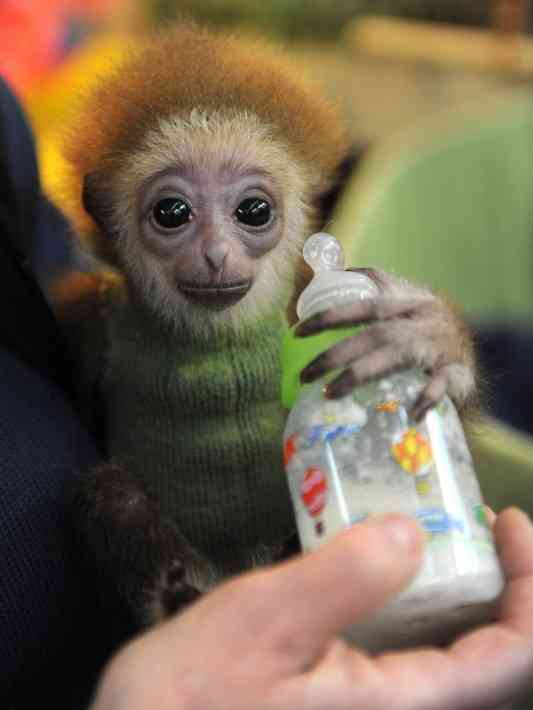 動物の赤ちゃん画像で癒されましょう（＊´ω｀＊）