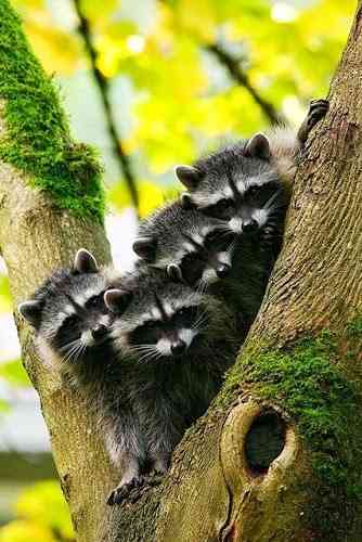 動物の赤ちゃん画像で癒されましょう（＊´ω｀＊）