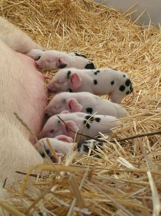 動物の赤ちゃん画像で癒されましょう（＊´ω｀＊）