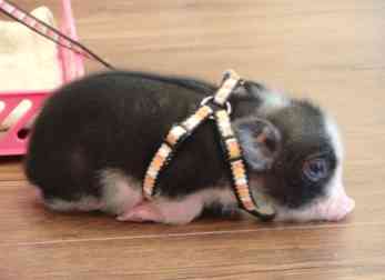 動物の赤ちゃん画像で癒されましょう（＊´ω｀＊）