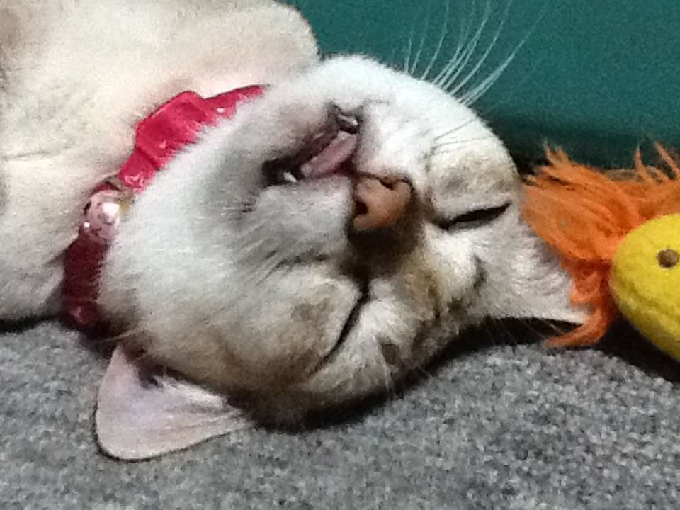 動物の赤ちゃん画像で癒されましょう（＊´ω｀＊）