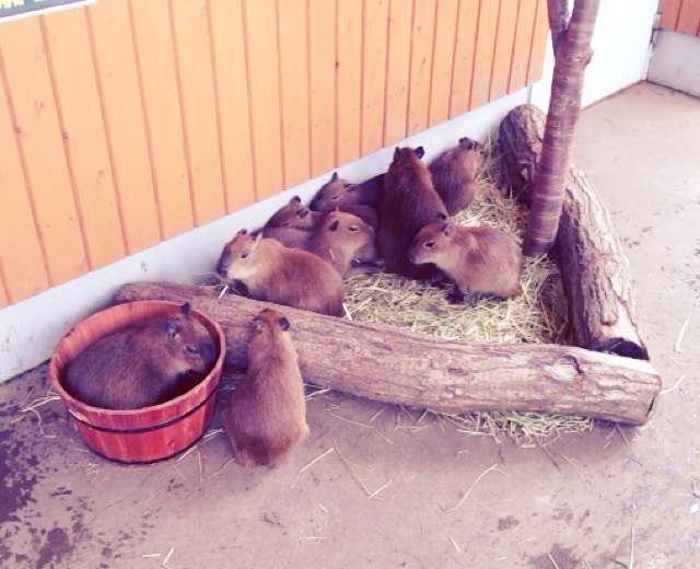 動物の赤ちゃん画像で癒されましょう（＊´ω｀＊）