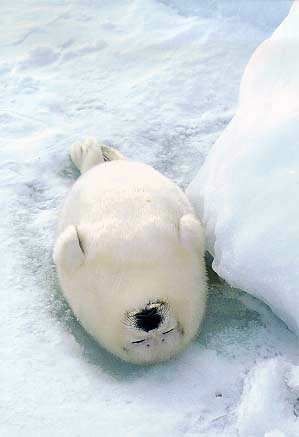 動物の赤ちゃん画像で癒されましょう（＊´ω｀＊）