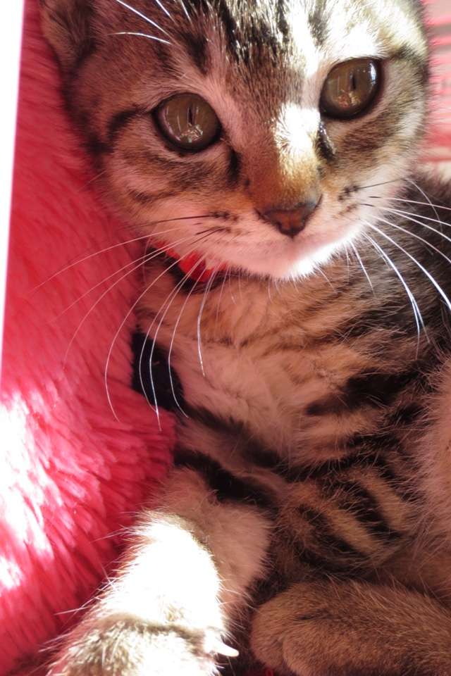 動物の赤ちゃん画像で癒されましょう（＊´ω｀＊）