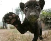 動物の赤ちゃん画像で癒されましょう（＊´ω｀＊）