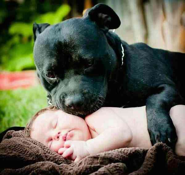 ペットは飼い主に似る?飼い主と同じポーズをとるワンコたちww