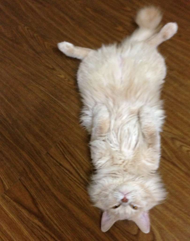 ペットは飼い主に似る?飼い主と同じポーズをとるワンコたちww