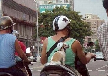 ペットは飼い主に似る?飼い主と同じポーズをとるワンコたちww