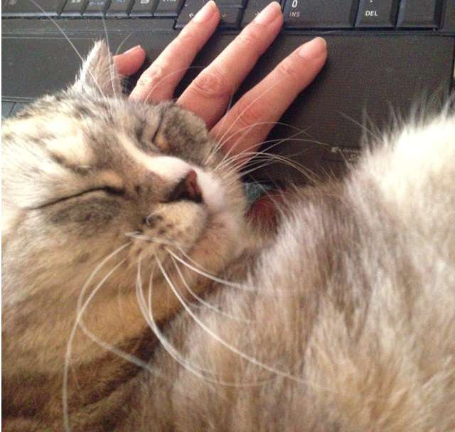 ペットは飼い主に似る?飼い主と同じポーズをとるワンコたちww