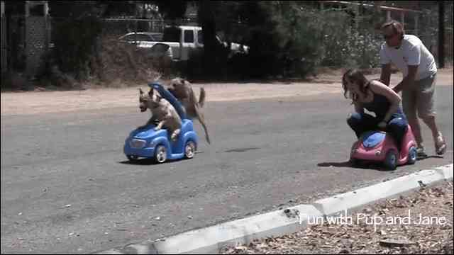ペットは飼い主に似る?飼い主と同じポーズをとるワンコたちww