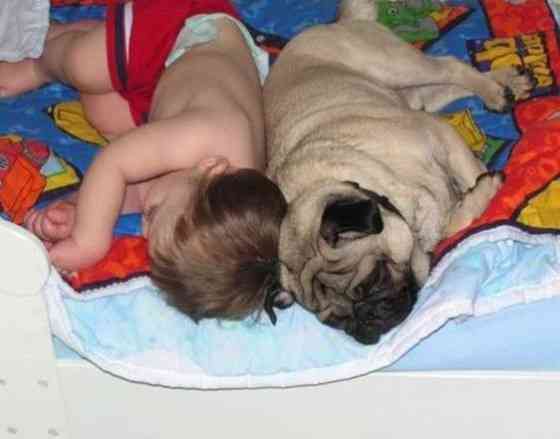 ペットは飼い主に似る?飼い主と同じポーズをとるワンコたちww