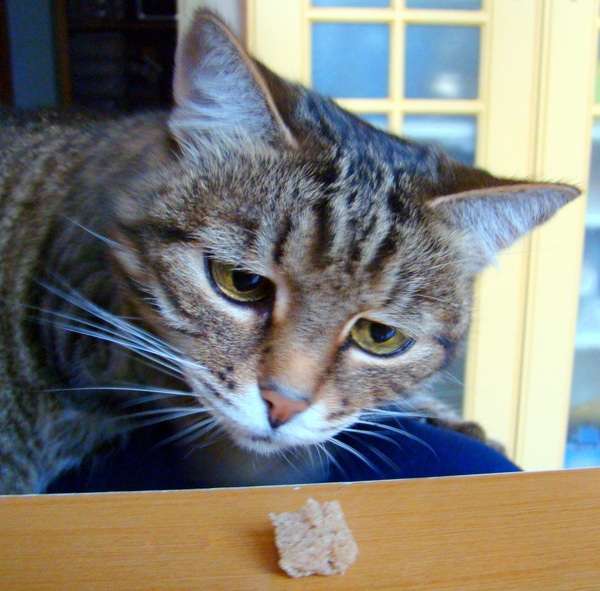 ペットは飼い主に似る?飼い主と同じポーズをとるワンコたちww