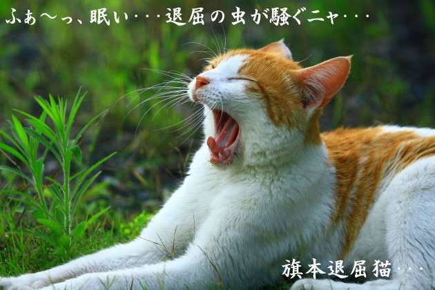 品川祐　“嫌われ芸人”で仕事激減にも強がり「大問題と思ってない」