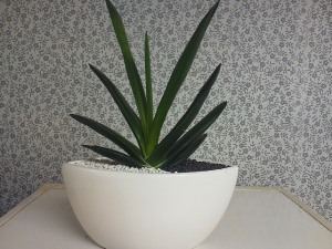観葉植物について語りましょう