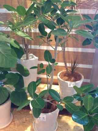 観葉植物について語りましょう