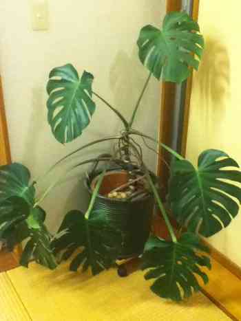 観葉植物について語りましょう