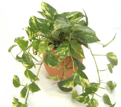観葉植物について語りましょう