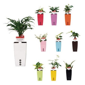 観葉植物について語りましょう