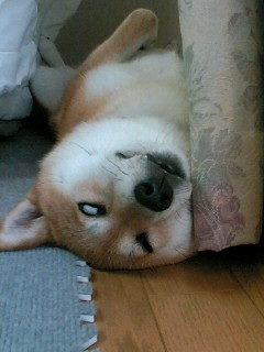 【速報】宇多田ヒカルの母・藤圭子が飛び降り自殺