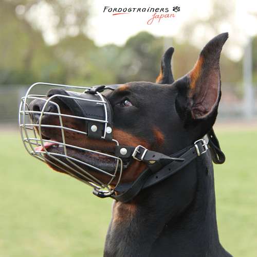 犬にかまれる人の残念な特徴