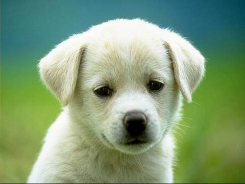 動物と会話できたら聞いてみたいこと