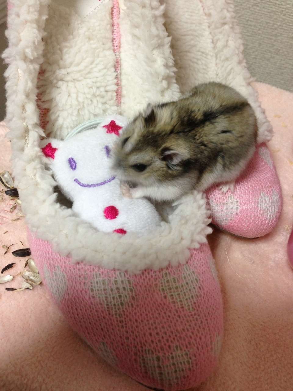 動物と会話できたら聞いてみたいこと
