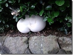 どう見ても「お尻」なキノコが激写される