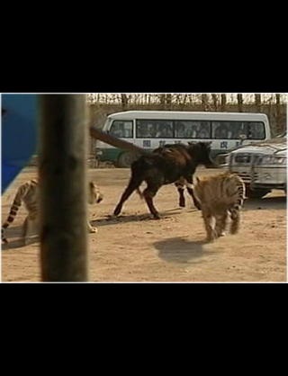 中国の動物園がライオンと称して犬を展示→「ワンワン」とほえてバレる→観客ブチキレww