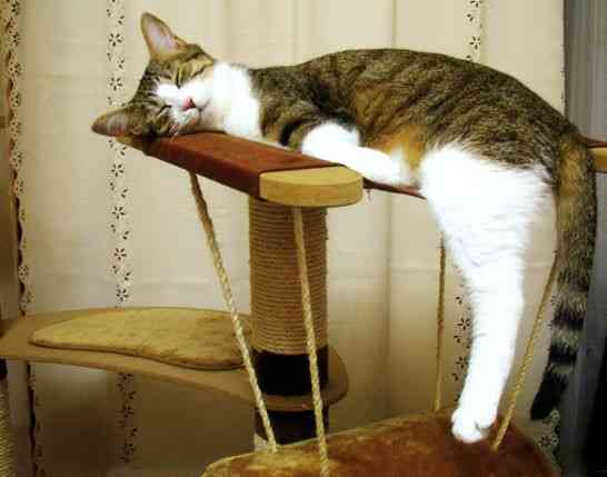 うちの猫が何か変だぞ!