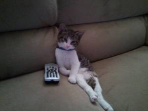 うちの猫が何か変だぞ!