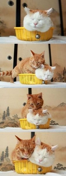 うちの猫が何か変だぞ!