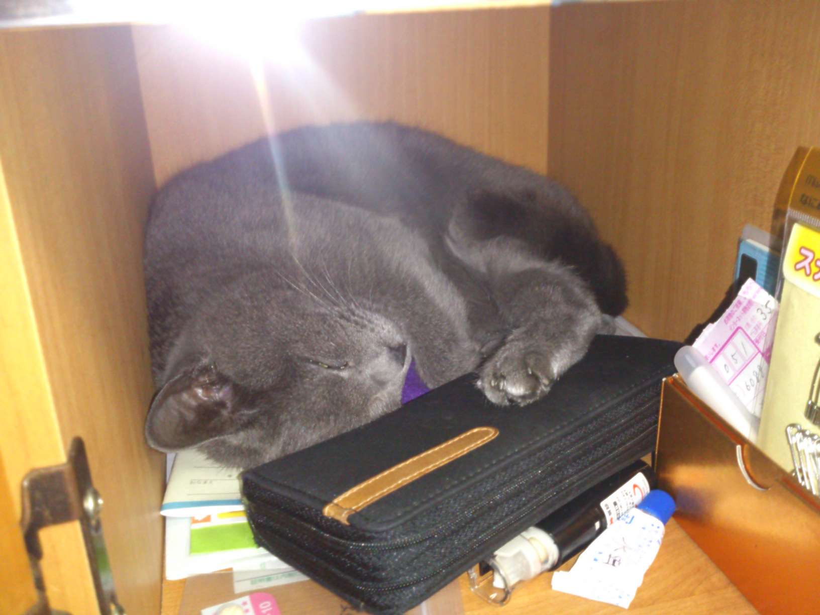 うちの猫が何か変だぞ!