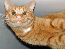 うちの猫が何か変だぞ!