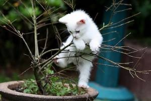 うちの猫が何か変だぞ!