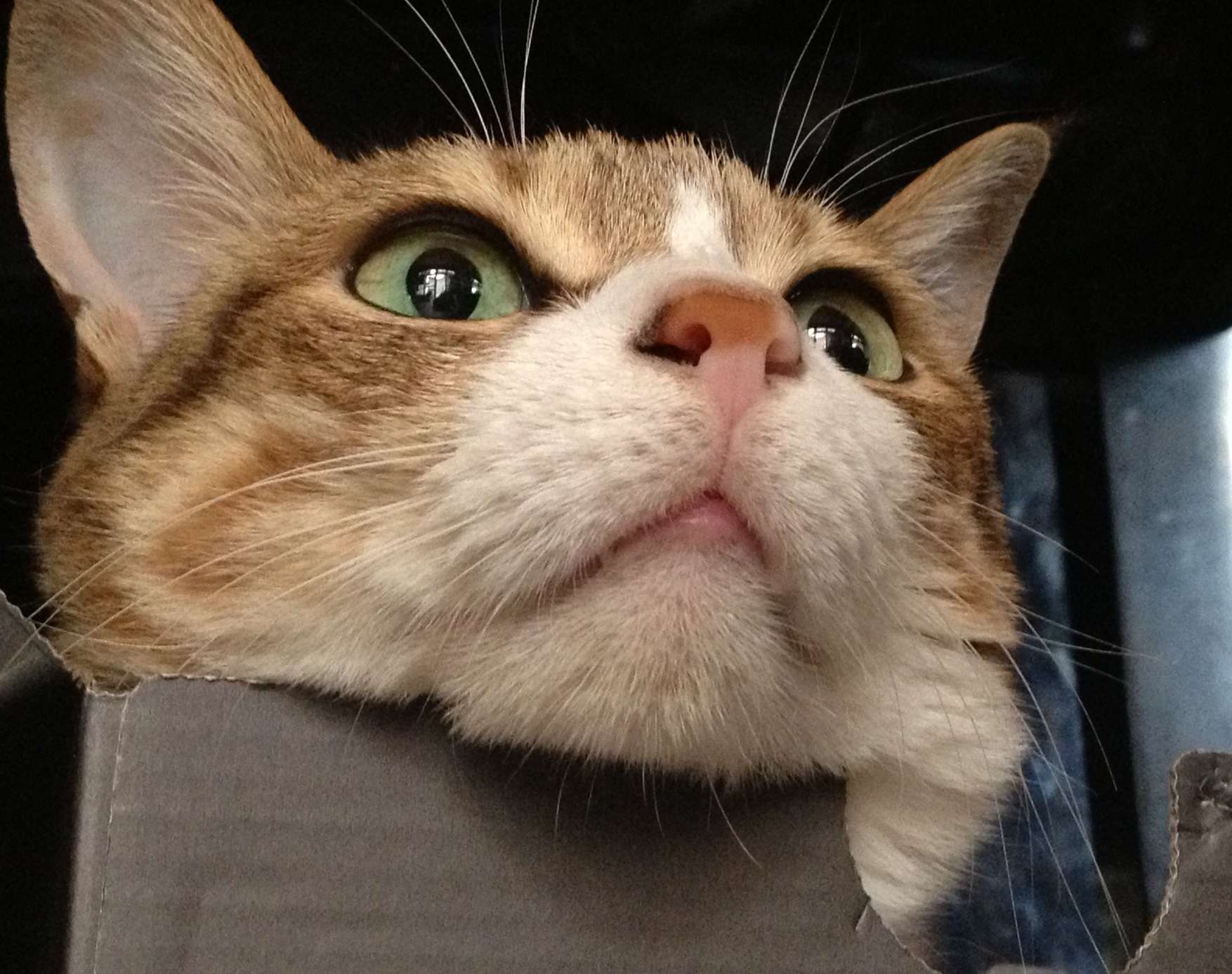 うちの猫が何か変だぞ!