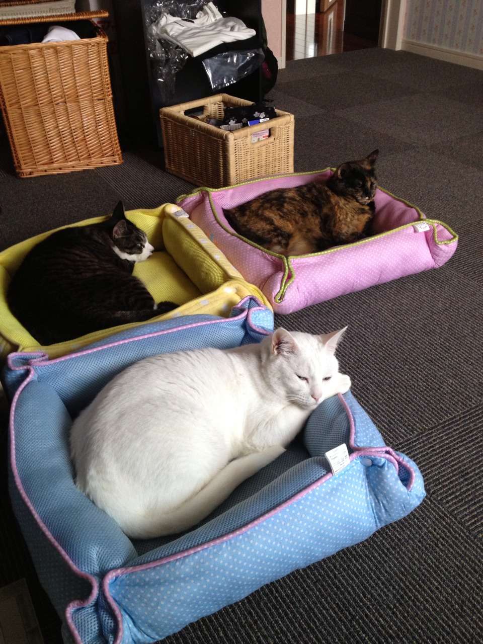 うちの猫が何か変だぞ!