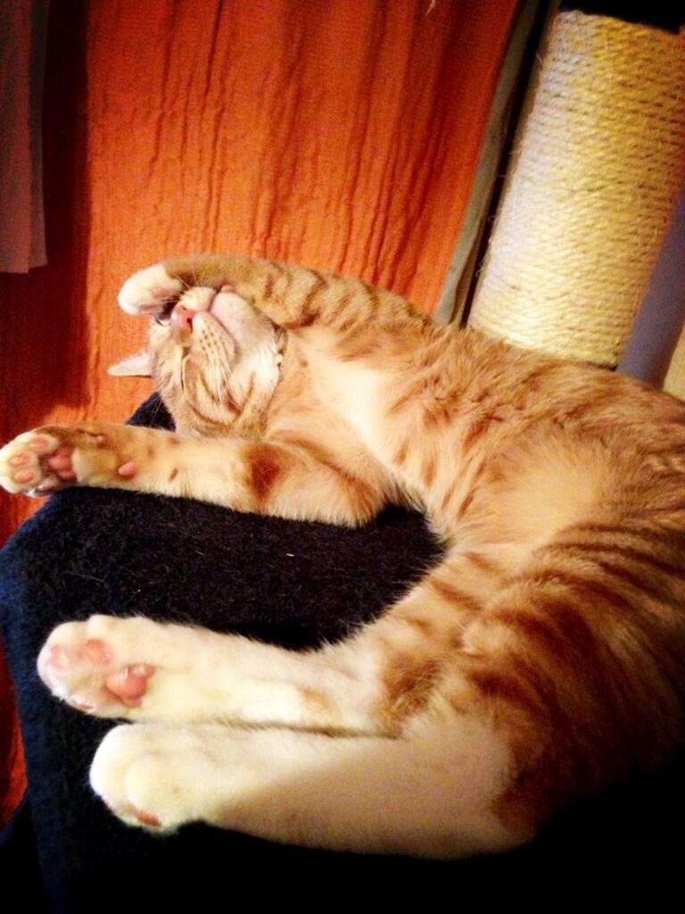 うちの猫が何か変だぞ!