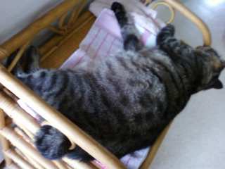 うちの猫が何か変だぞ!