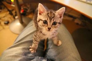 うちの猫が何か変だぞ!