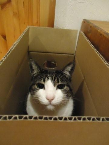 うちの猫が何か変だぞ!