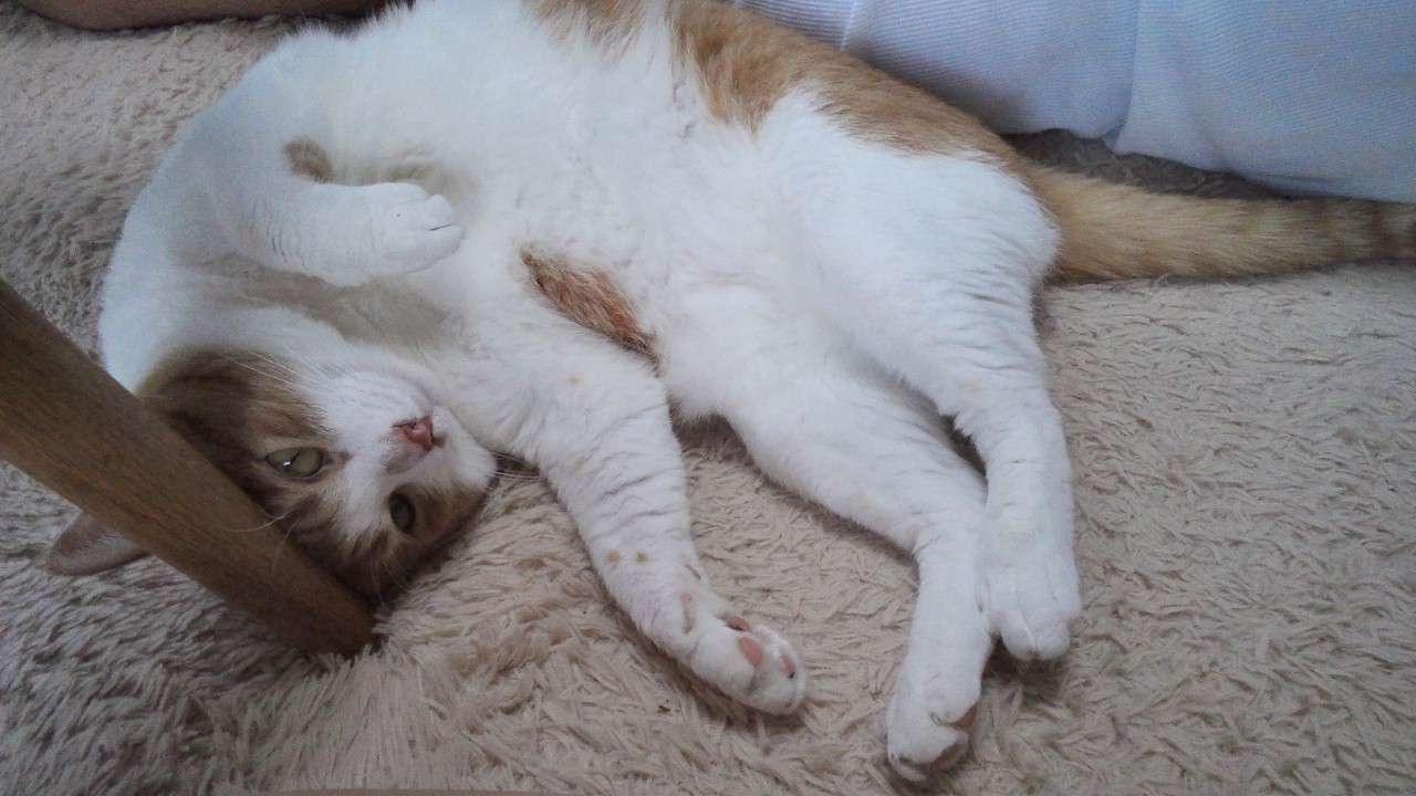 うちの猫が何か変だぞ!
